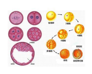 如果第一次没有成功，需要多长时间才能做第二次做借卵三代自怀试管？它的费用是多少？