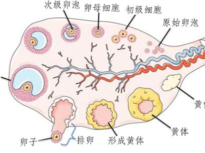 这些供卵做三代代生试管的传言太可怕了!